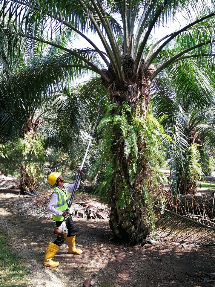  Harvesting oil palm is still a manual operation globally 