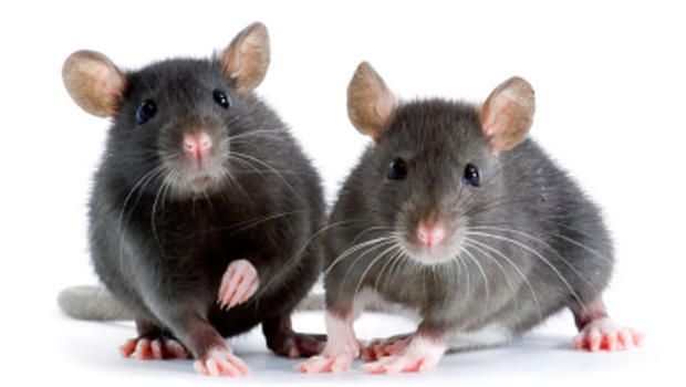 Image result for pictures of mice