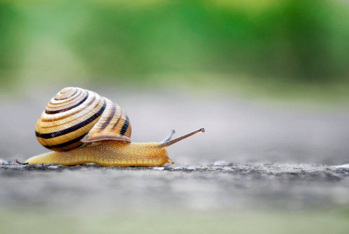 In beauty products, snail mucin is sometimes listed as "snail essence" or "snail secretion" on ingredient lists.