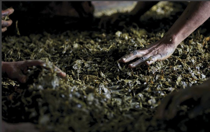 Laying out fermented tea leaves.