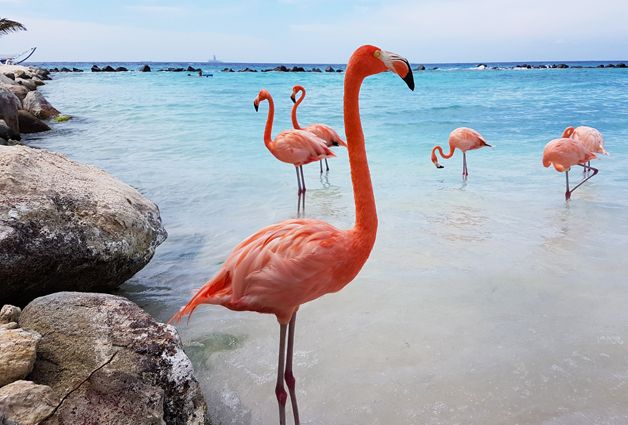 Like nowhere else: Aruba is scenic and safe