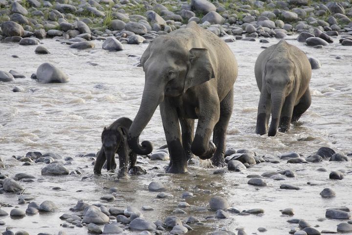 Rare white elephants treasured in Myanmar