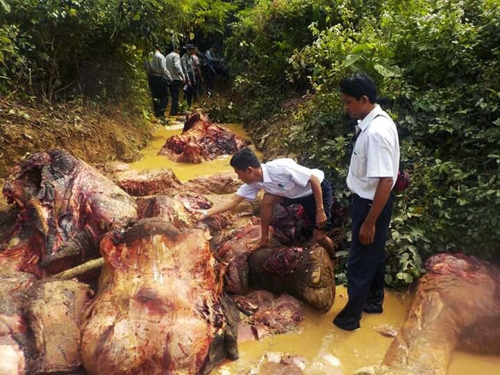 Myanmar authorities inspect a mutilated elephant carcass. 