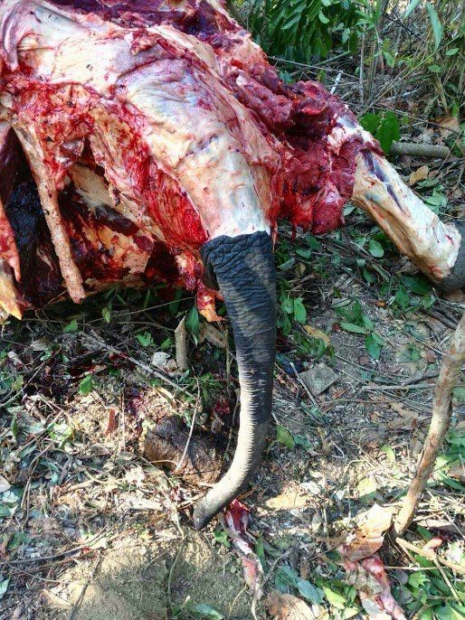 Elephants are being killed in Myanmar for their skins. 