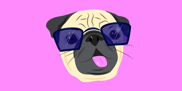 Pugs Aren T Cute They Re A Genetic Disaster Huffpost Pugs Aren T Cute They Re A Genetic Disaster Huffpost