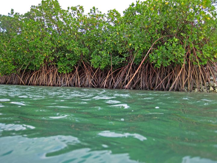 Mangroves are the ‘superstars’ among nature-based solutions to climate change