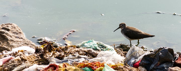 "What Would the Ocean Say?" a short film produced by James Cameron, explores the biggest issues facing our oceans and the exp