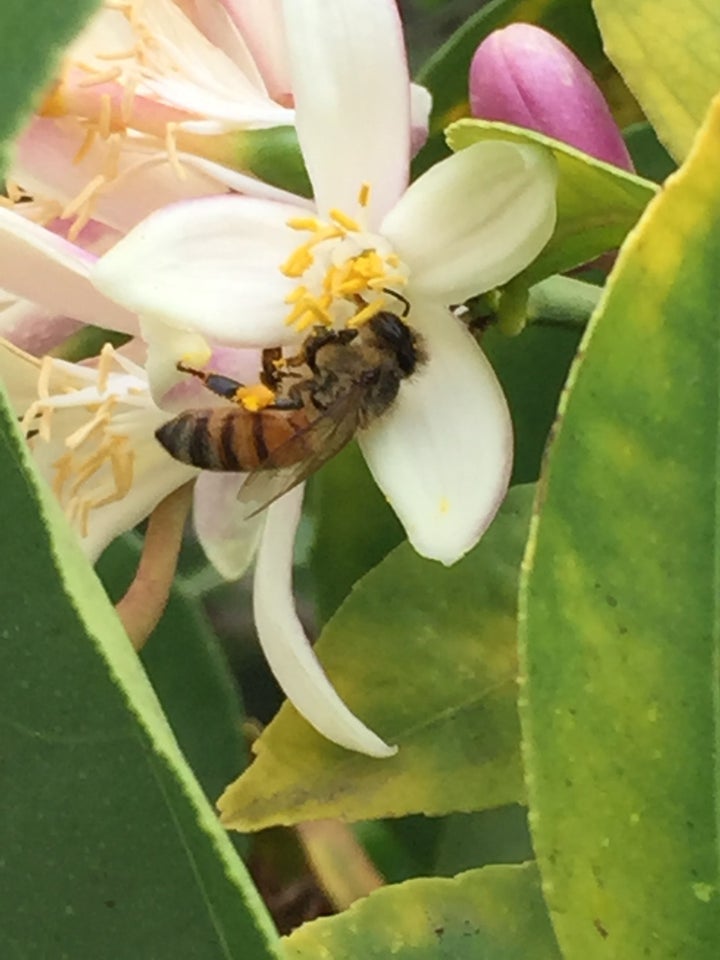 Honeybee loading pollen into her corbicula (or pollen basket) from lemon blossom in Hollywood, Calif.