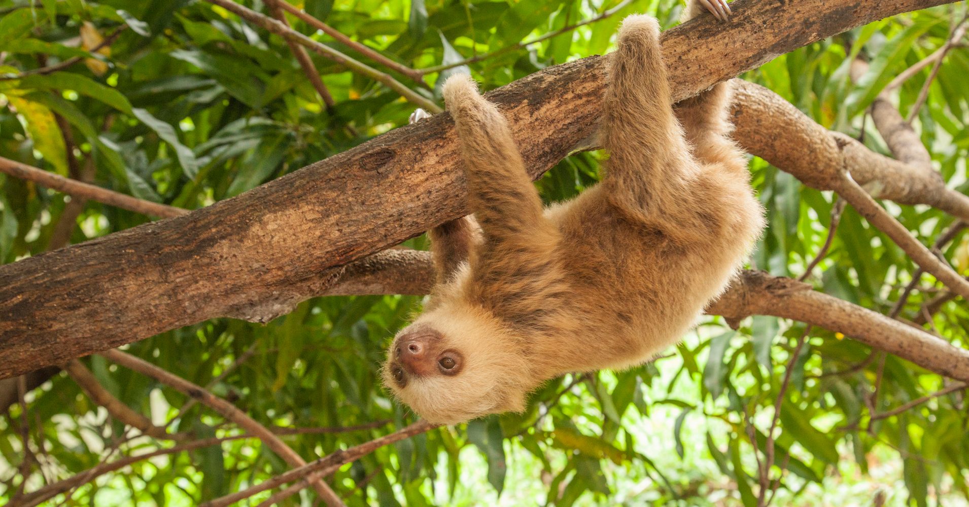 Should I Get A Pet Sloth Huffpost