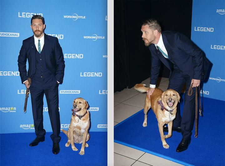 Actor Tom Hardy with his beloved dog, Woodstock, at the British premiere of "Legend" in 2015.