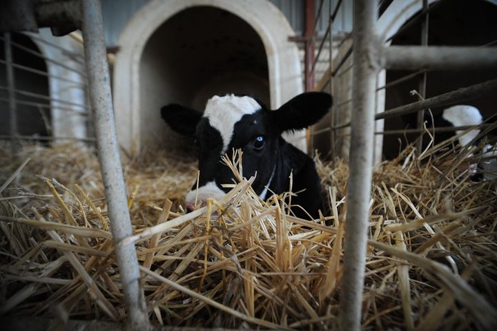 On all dairy farms, babies are taken from their mothers at birth and isolated, causing immense distress to both.