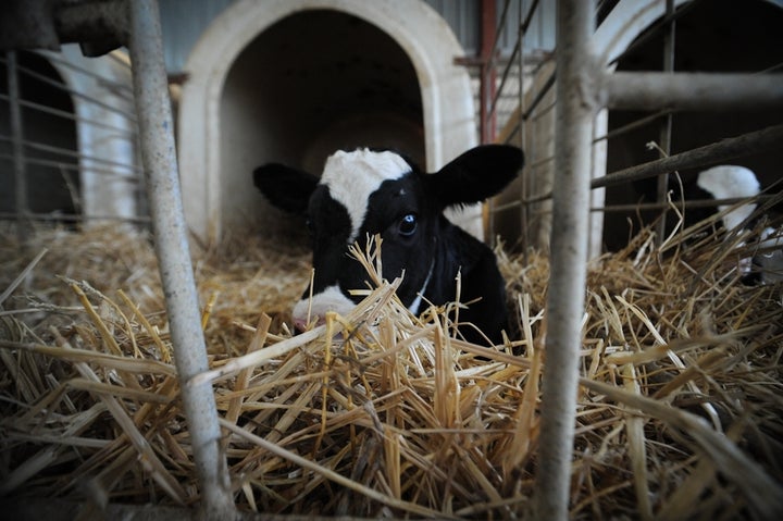 <p>On all dairy farms, babies are taken from their mothers at birth and isolated, causing immense distress to both.</p>