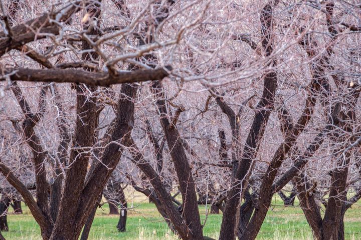 The historic orchards at Fruita during November.