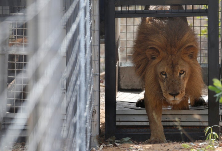 The two lions were among a group of 33 that had been rescued from circuses in Peru and Colombia. One of the rescued cats is shown being released at the Emoya Big Cat Sanctuary on May 1, 2016.