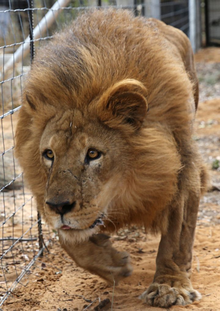 One of the rescued lions is seen walking around its new home in South Africa last spring.