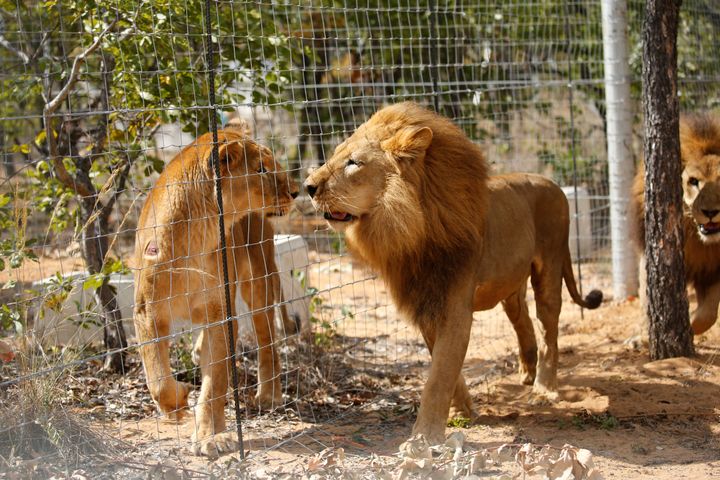 Some of the 33 lions rescued from circuses in Peru and Colombia are seen after being released at Emoya Big Cat Sanctuary in South Africa's northern Limpopo province on May 1, 2016.