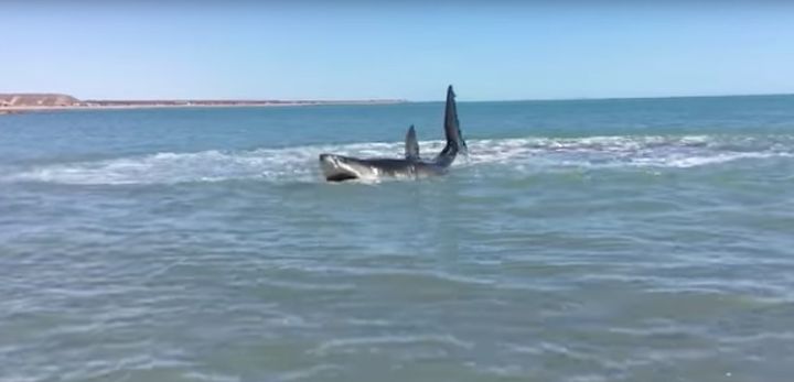 The injured great white shark was found thrashing in shallow waters off Baja California, Mexico 