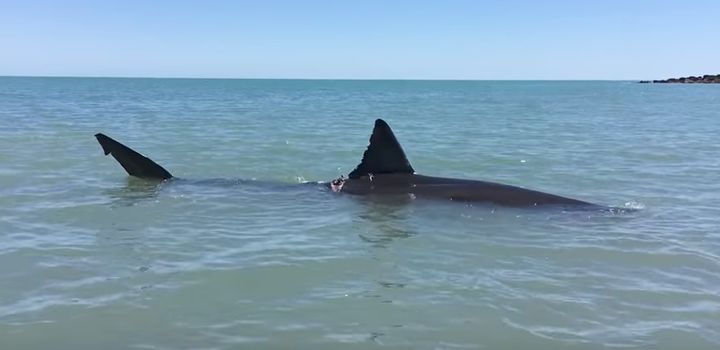 It's believed the shark was injured by a boat propellor 