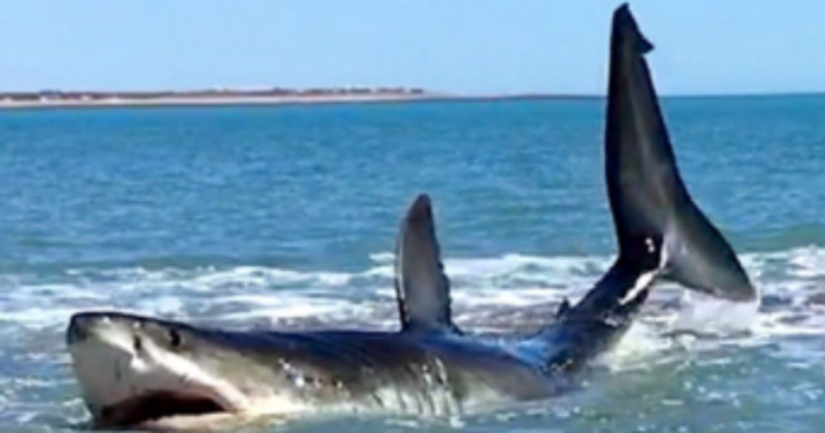 14ft Great White Shark Filmed Thrashing In 3ft Of Ocean | HuffPost UK News