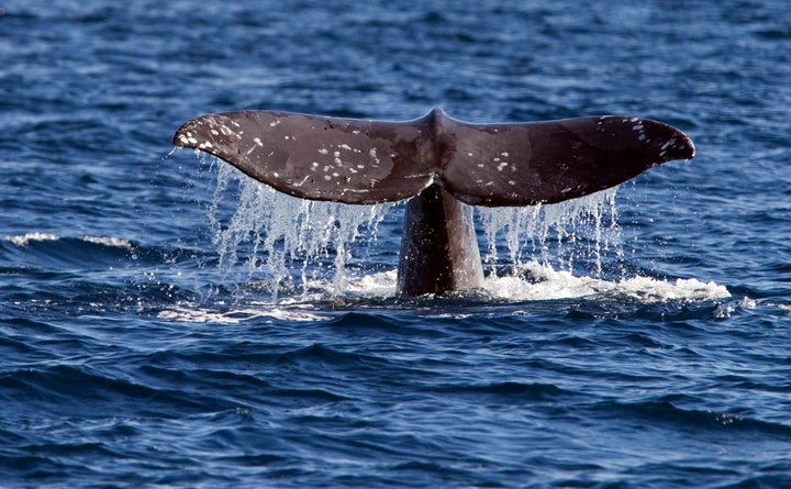 A gray whale reveals its tail off the coast of Long Beach, California.