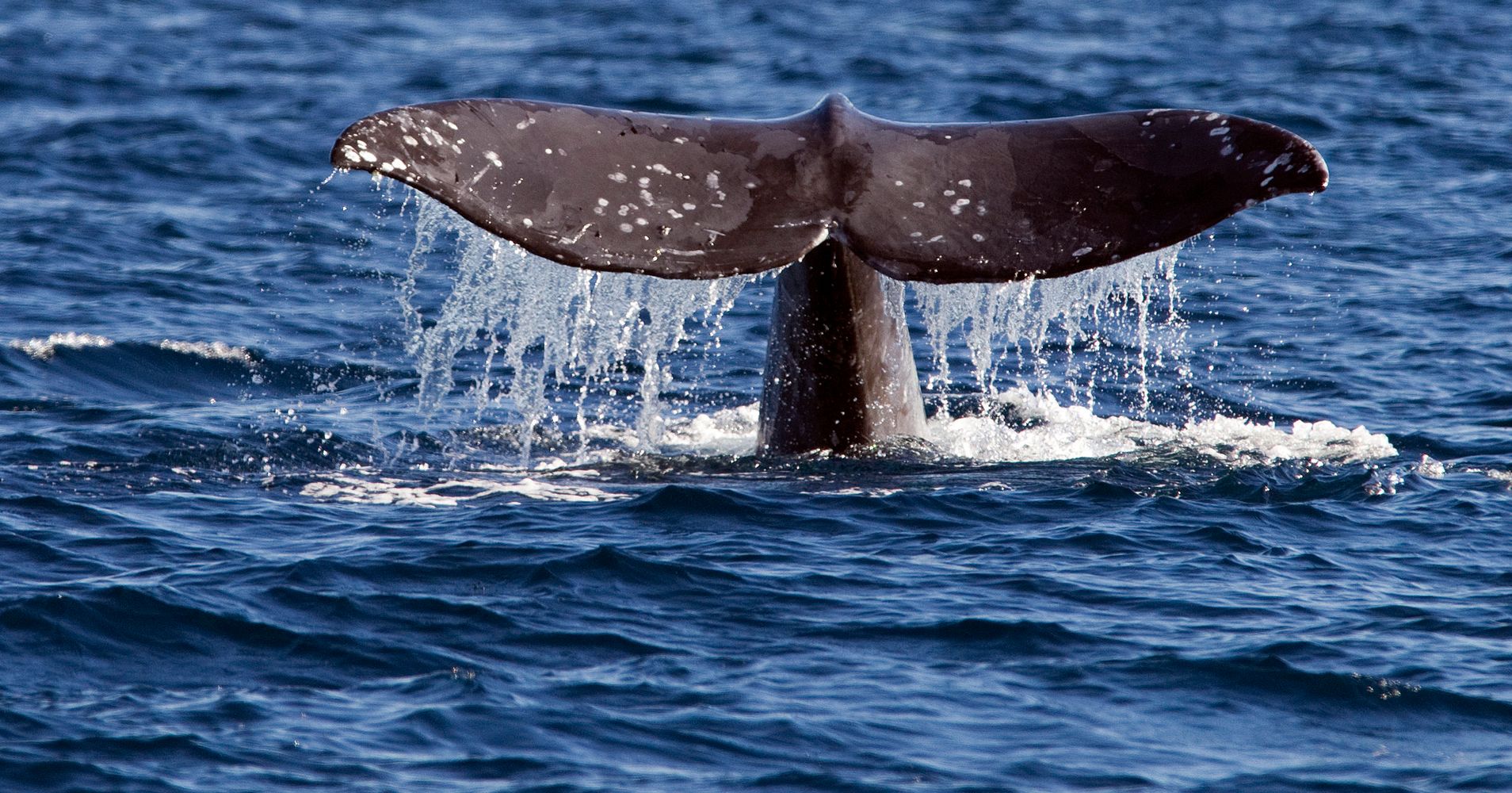 Trump Administration Scraps New Protection For Endangered Whales Sea