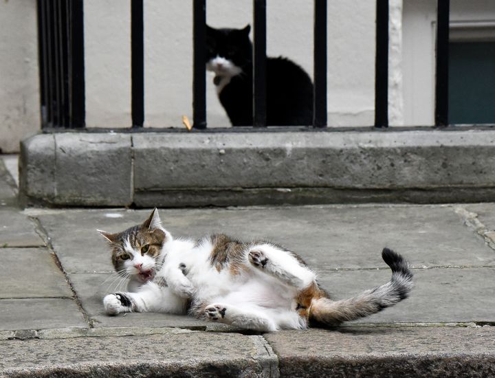 The Downing Street cats have been at it again