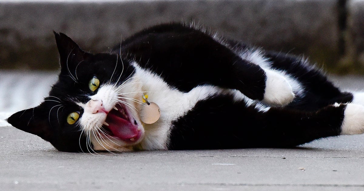 adidas superstar metal toe enfant orange