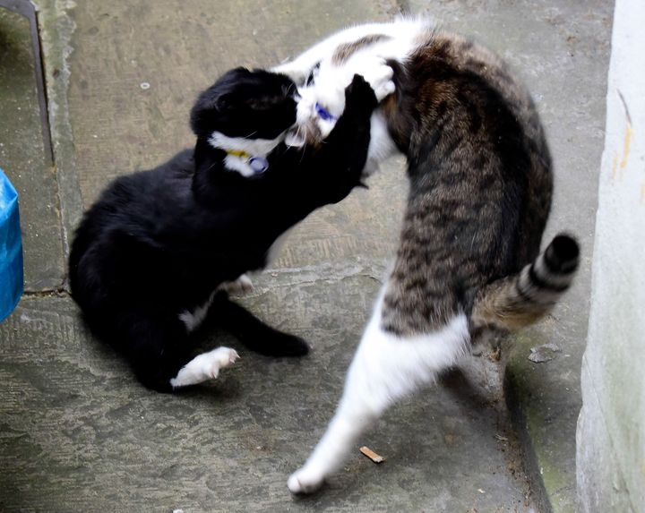Larry and Palmerston scrap last year