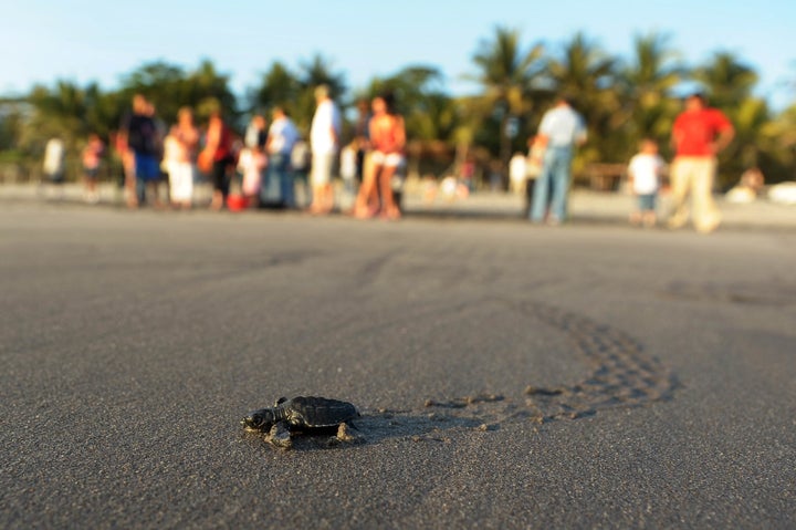 A baby olive ridley turtle. The gill net rule would have protected olive ridley sea turtles off the Pacific Coast, as well as other marine turtles like the leatherback sea turtle and loggerhead sea turtle.