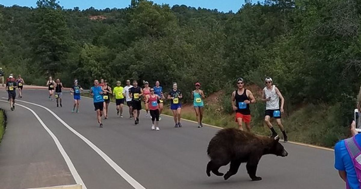 Give run. Медведь бегун. Медведь бежит за бегуном. Медведь бегун фото. Пристали на трассе к бегуну.