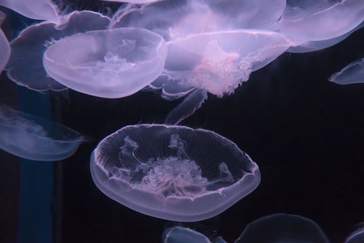 Blooms of moon jellyfish are washing up on UK beaches (file picture) 