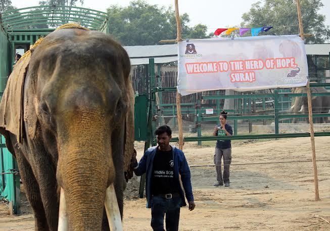 Suraj arrives at the Wildlife SOS Elephant Conservation and Care Center.