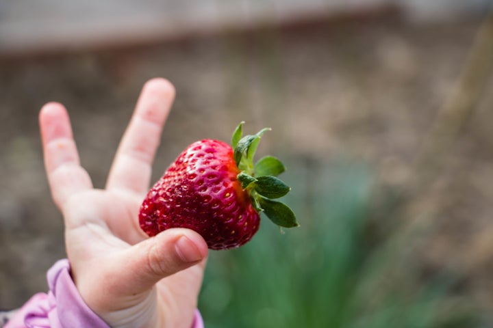 A new therapy for food allergies is being developed at Northwestern University.