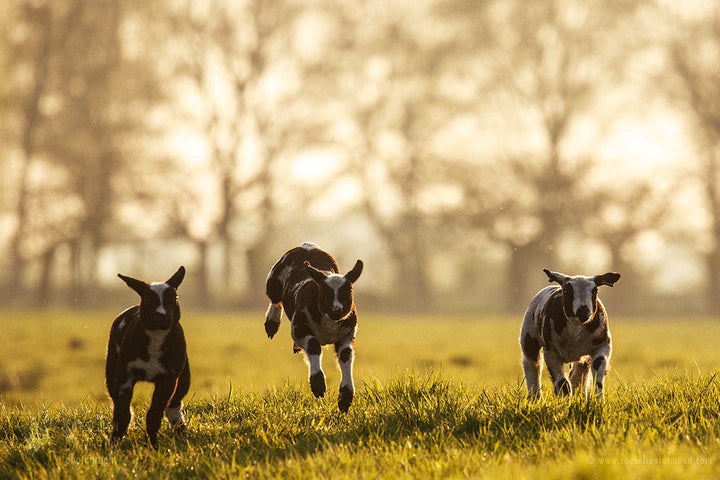 Running to escape from the transformation to a woolly sweater on legs