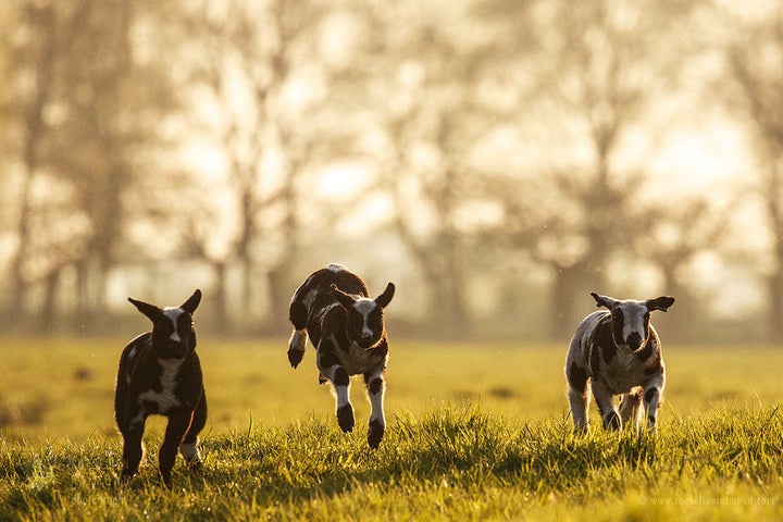 Running to escape from the transformation to a woolly sweater on legs 