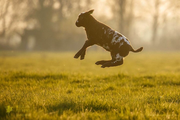 “They say jump, you say ‘how high?'”
