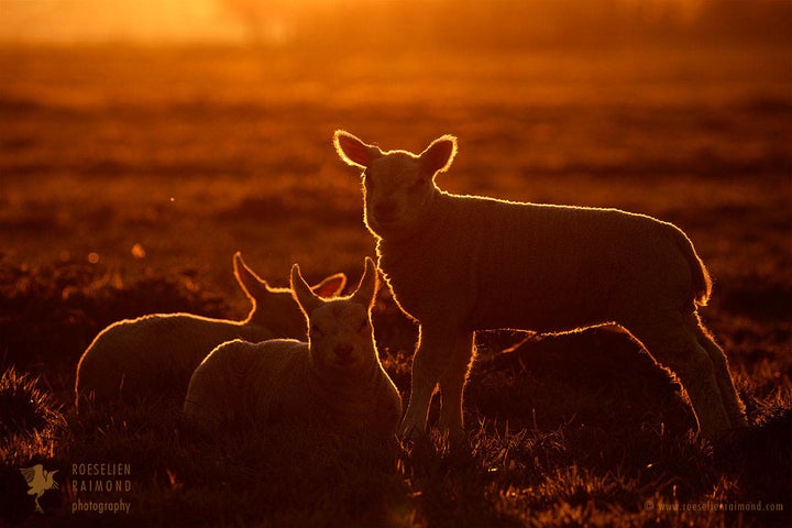 Enlightened lambs