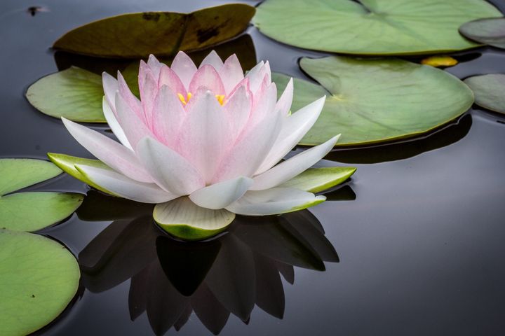 Picture of a lotus flower blooming in a still pond, surrounded by lily pads. Photo Credit: Jay Castor