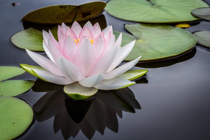 Picture of a lotus flower blooming in a still pond, surrounded by lily pads. Photo Credit: <a rel="nofollow" href="https://un