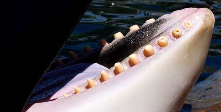 <p>For this orca, held at Marineland Anitbes, many of its teeth are worn down, a number have been drilled and at least one of those is cracked. Dr. Visser claims the damage comes from the orca chewing on the concrete and results in the trainers having to drill them when the pulp is exposed. Mr. Kershaw agrees that this happens due to boredom.</p>