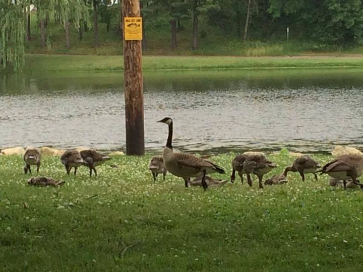 These geese in Mondovi, WI are headed for the gas chamber.