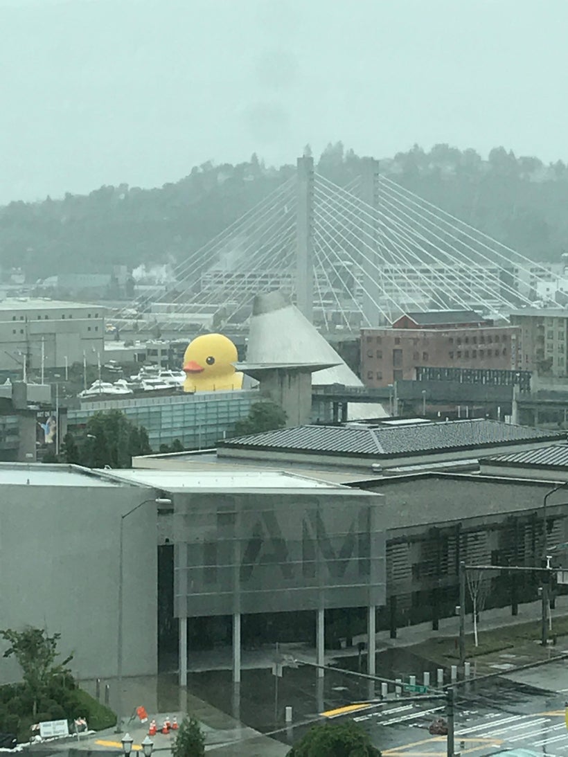Mama Duck makes her way into Foss Waterway behind the Museum of Glass and Tacoma Art Museum