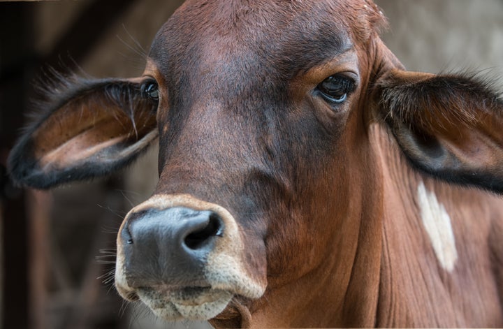 chocolate milk cows