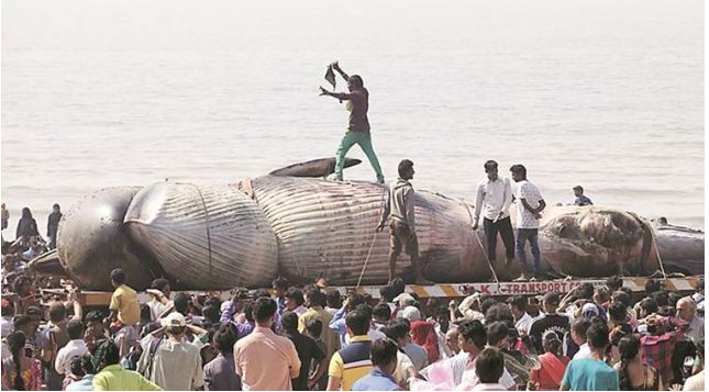 Another Bryde whale carcass stranded along Juhu Beach, Mumbai, India. 
