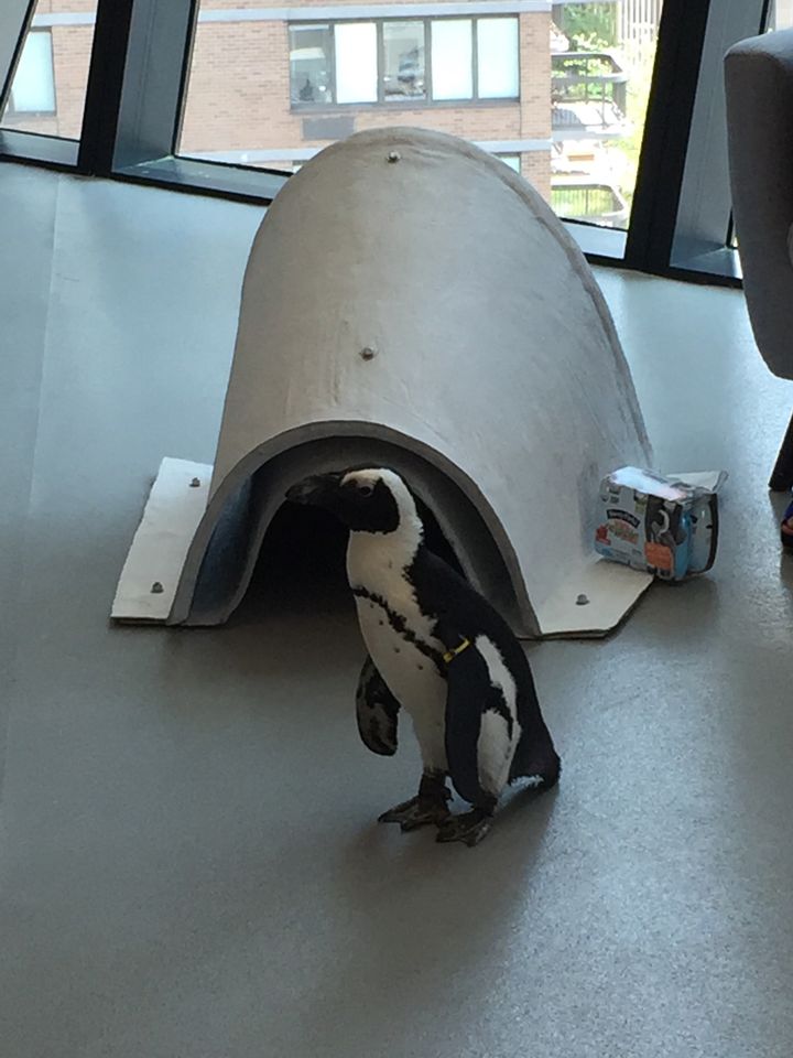 An African penguin with an AZA nest prototype.