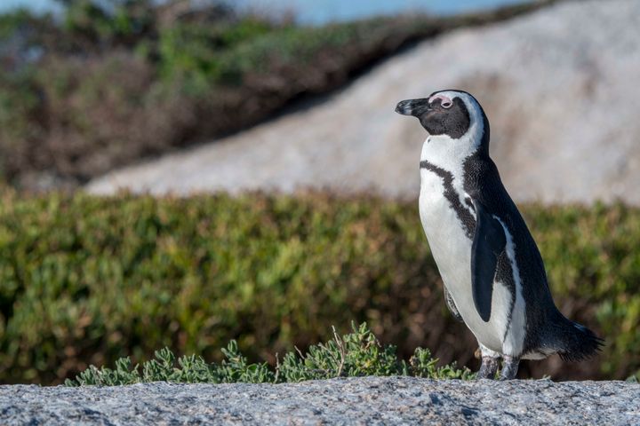 African penguins, which are native to that continent, are found mostly in South Africa and Namibia.