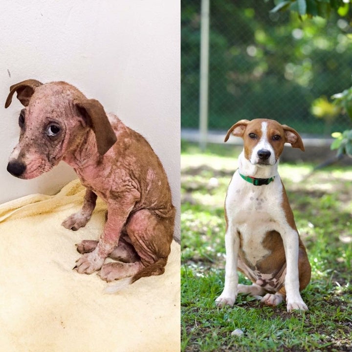 A before-and-after photo of one of the dogs HelpAWS rescued in the past.