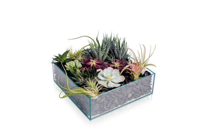 Beautiful and modern potted succulents for Dad. 