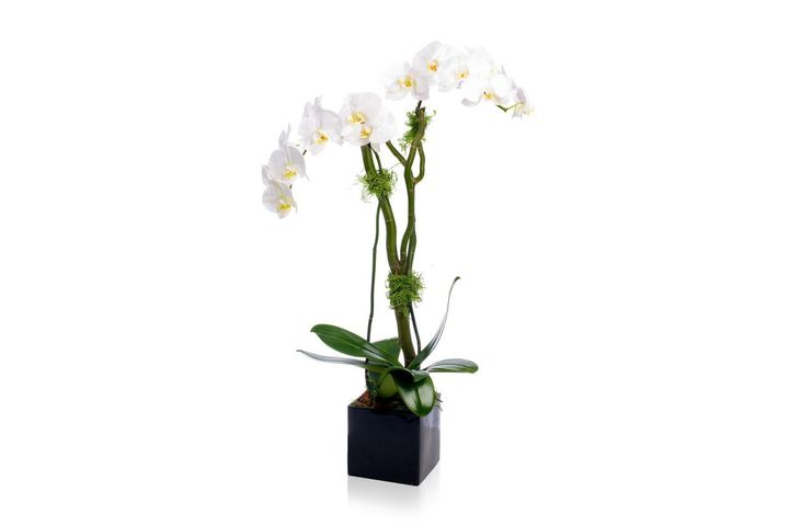 Classic phalaenopsis orchid - perfect alternative gift for Father’s Day.