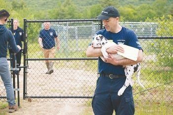 A worker with the Humane Society of the United States removes a puppy to safety.